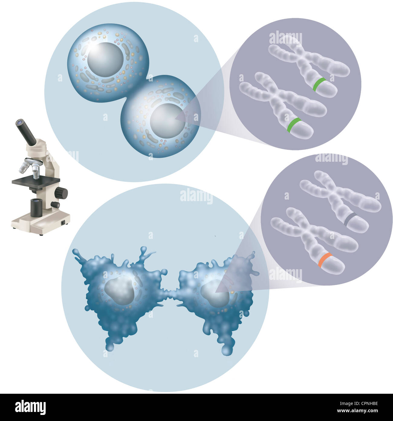 CANCER CELL, ILLUSTRATION Banque D'Images