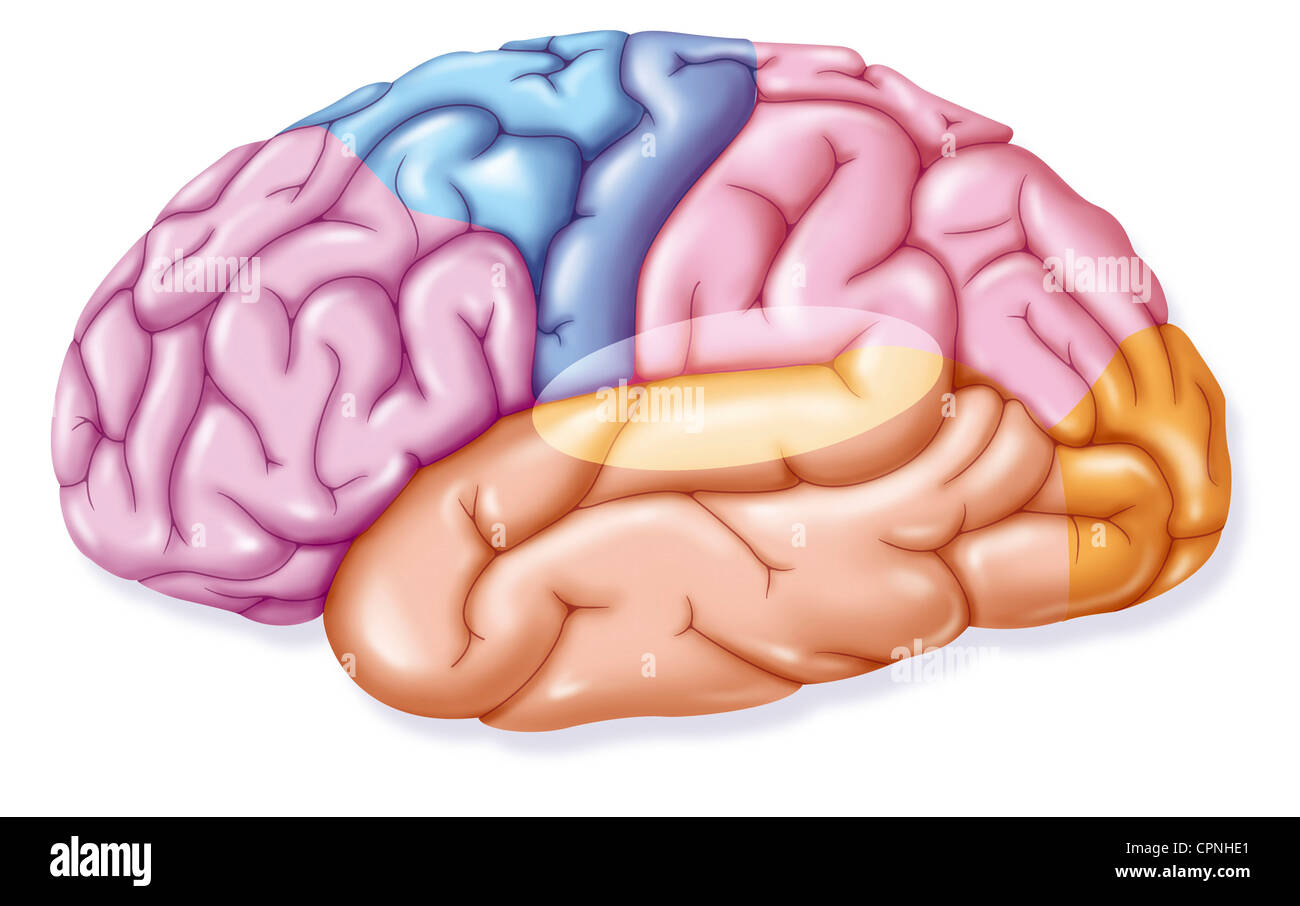 Cerveau Dessin Photo Stock Alamy