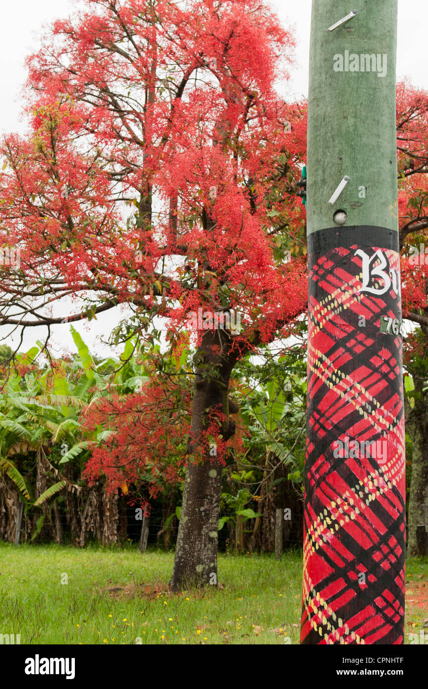 Scottish Tartan peint sur ligne électrique flame tree. Banque D'Images