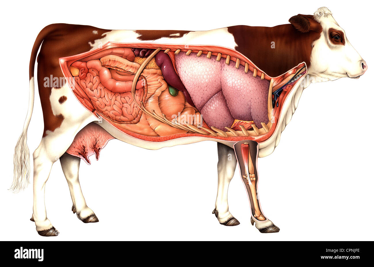 Anatomie de la vache, dessin Banque D'Images