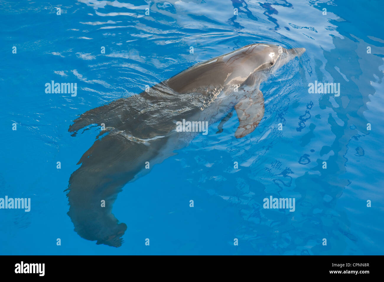 Dolphin Tale Banque D'Images