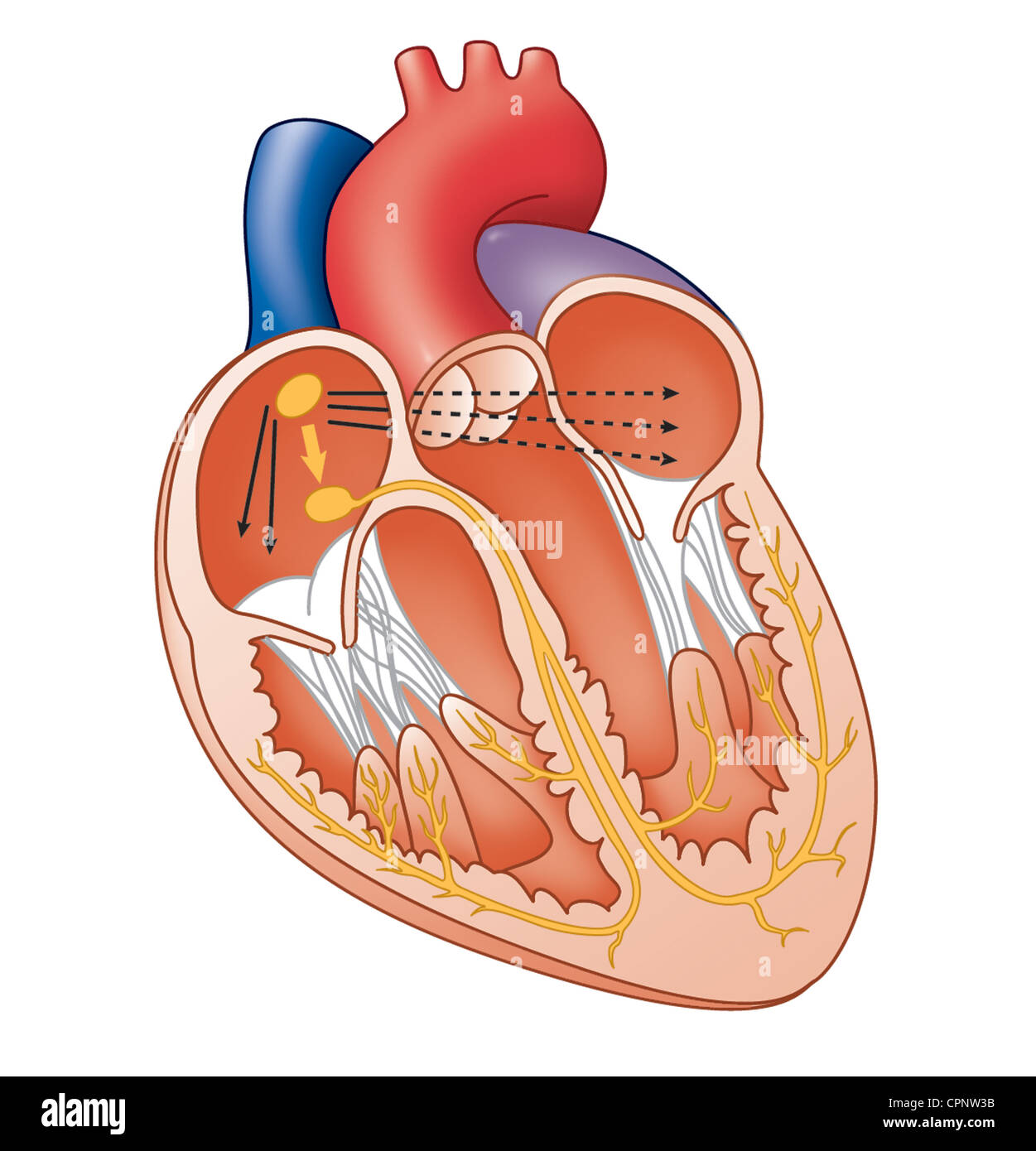 Coeur, ILLUSTRATION Banque D'Images