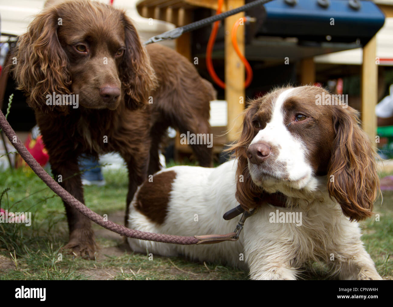 Une paire d'sprocker spaniels. Banque D'Images