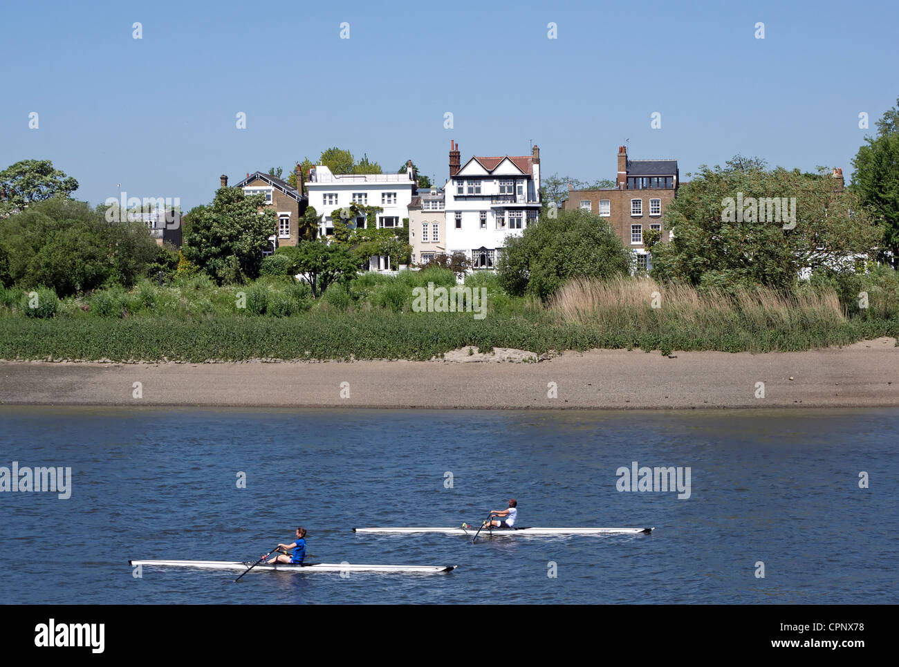 Les rameurs sur la tamise avec chiswick mall en arrière-plan, vu de Barnes, dans le sud-ouest de Londres, Angleterre Banque D'Images