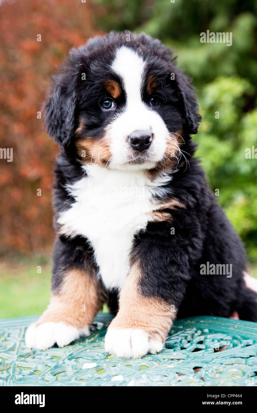 6 semaines chiot. Banque D'Images