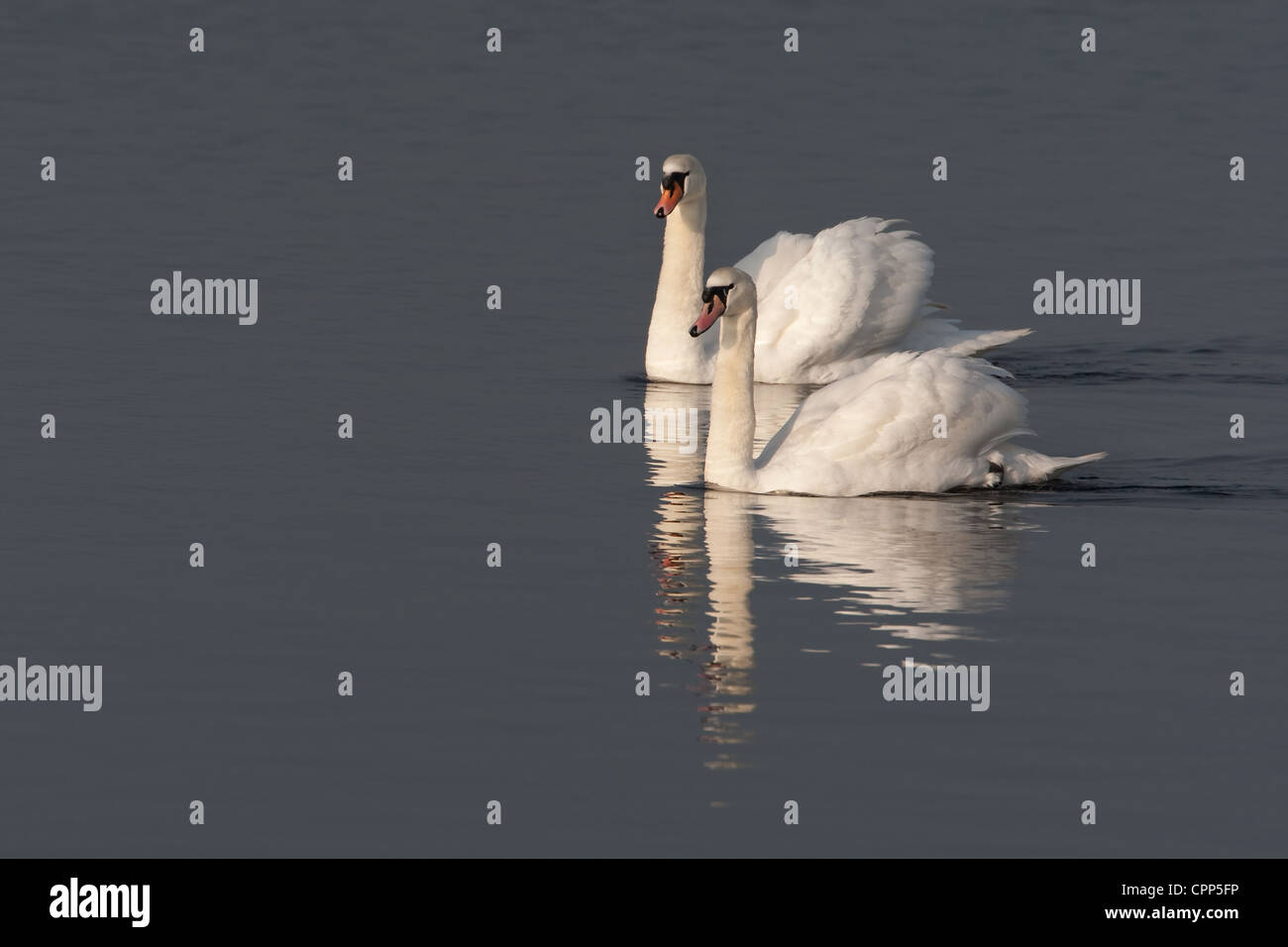 Dans la lumière du soleil du soir Swains Mute Banque D'Images