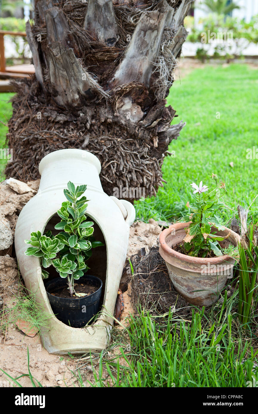 Plantes ornementales dans broken pitcher. Cour décorée Banque D'Images
