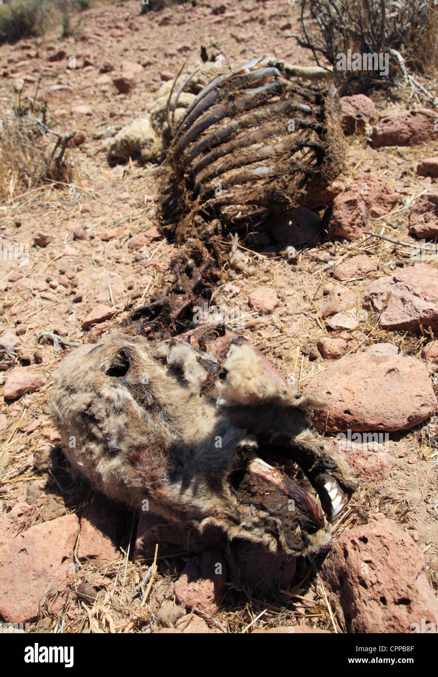 Carcasse de mouton mort qui a été pris en charge par les charognards et desséchée au soleil du désert Banque D'Images