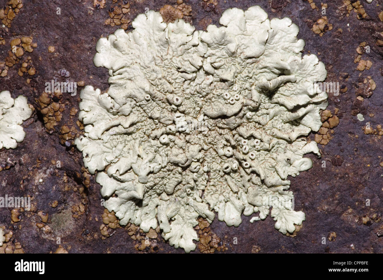 Macro image de lichen vert gris foncé sur un rocher de basalte Banque D'Images