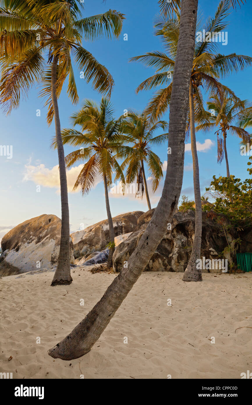 Virgin Gorda, îles Vierges britanniques dans les Caraïbes de palmiers sur la plage parmi les rochers de granit au crawl Banque D'Images