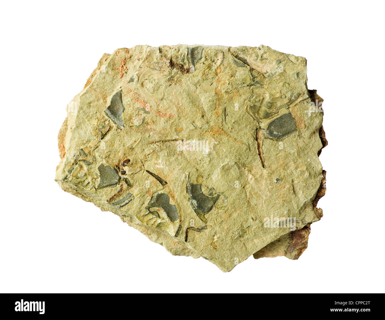 Schiste cambrien avec Ollenelid les fossiles de trilobites dans il isolé sur fond blanc Banque D'Images