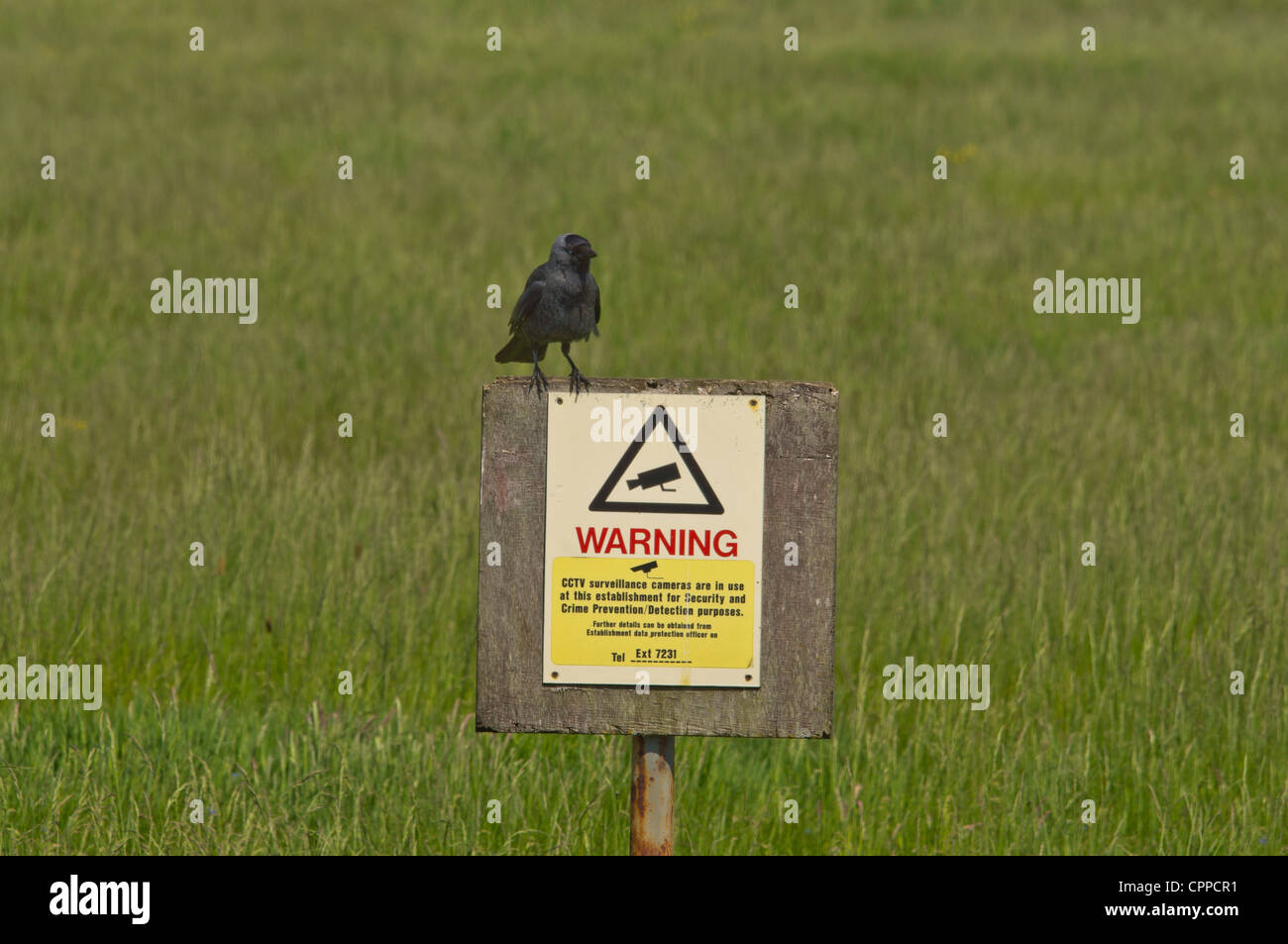 Crow sur un panneau d'avertissement de vidéosurveillance Banque D'Images