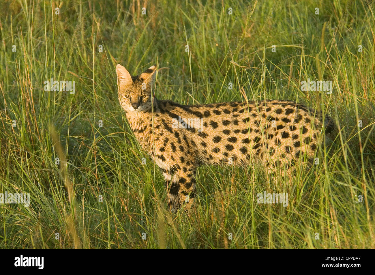 Serval cat debout dans l'herbe Banque D'Images