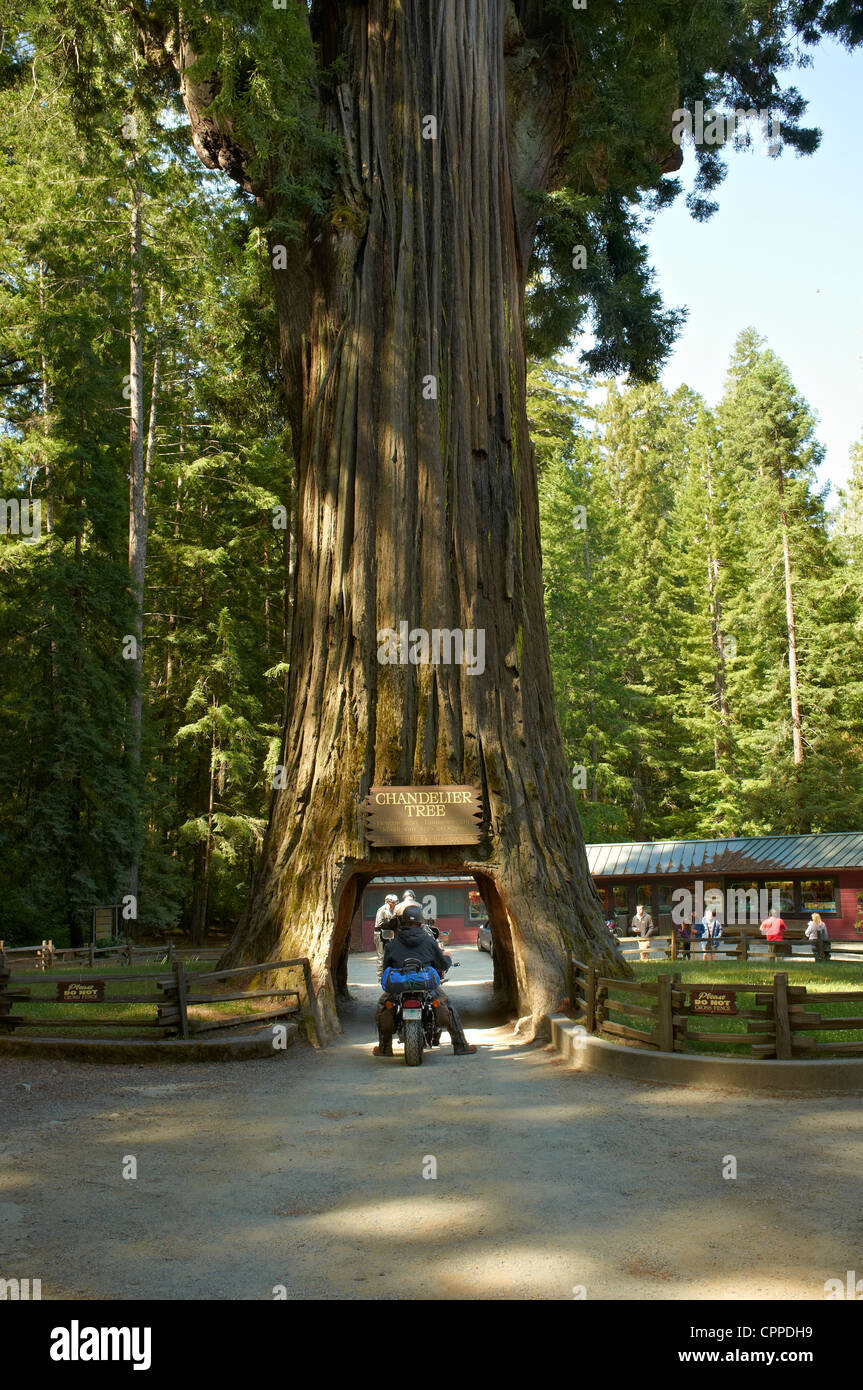 Rouleaux de motards sous arbre Chandelier. Avenue des séquoias. Humboldt Redwoods State Park Banque D'Images