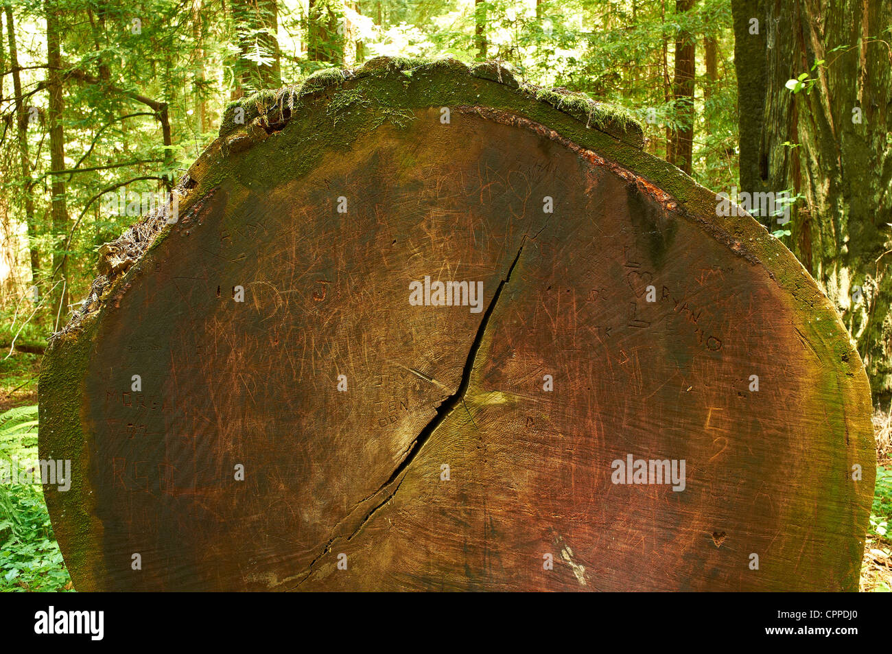 Les Log. Avenue des Géants. Humboldt Redwoods State Park Banque D'Images