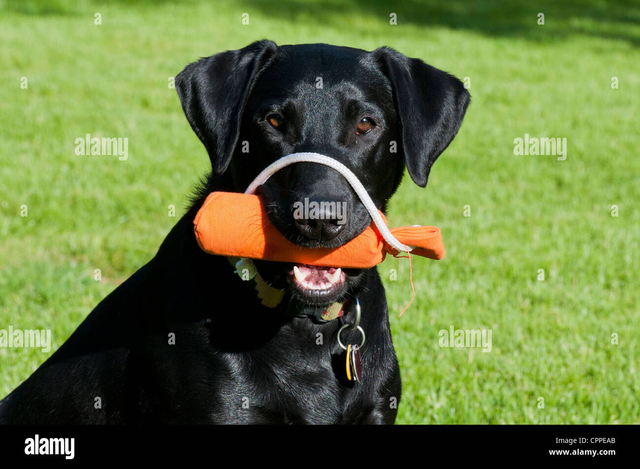 Retriever du Labrador retriever noir avec pare-choc Banque D'Images