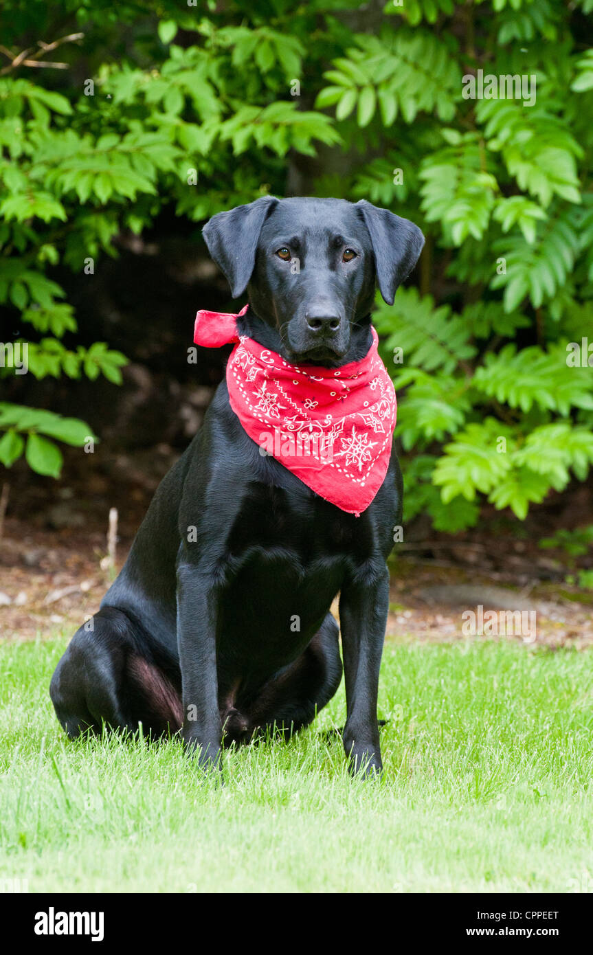 Labrador noir wearing red bandana Banque D'Images
