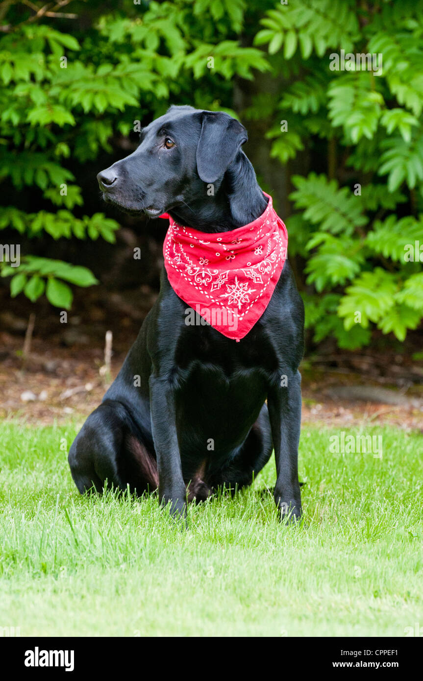 Labrador noir wearing red bandana Banque D'Images