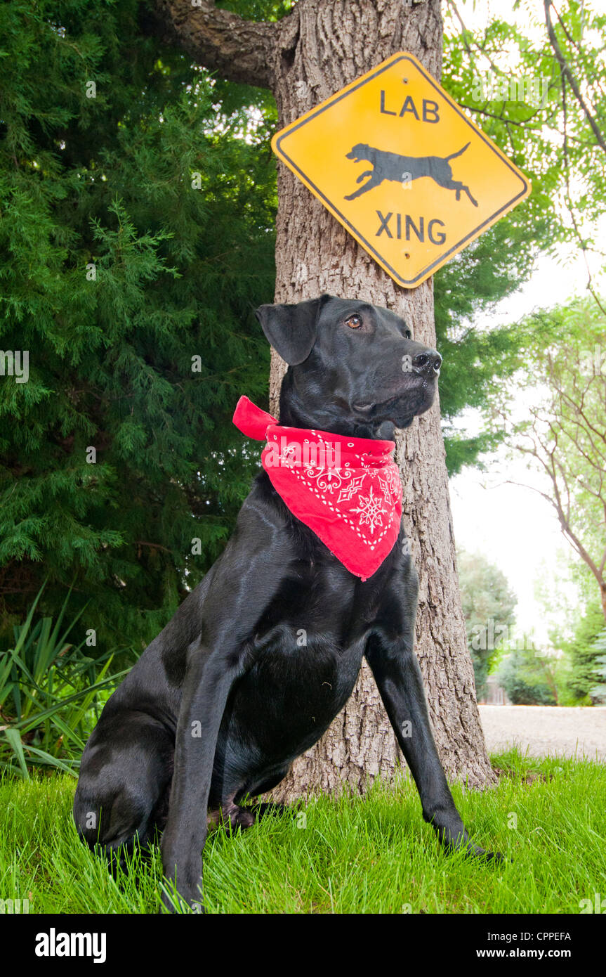 Labrador noir wearing red bandana en face de Lab crossing sign Banque D'Images