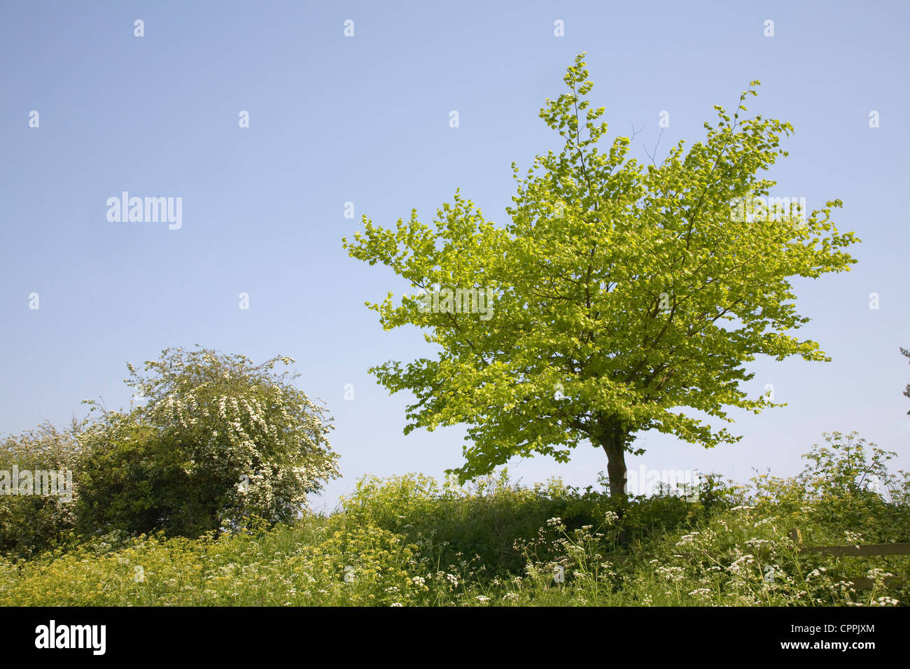 Haie printemps fleurs buissons arbres Bawdwey, Suffolk, Angleterre Banque D'Images