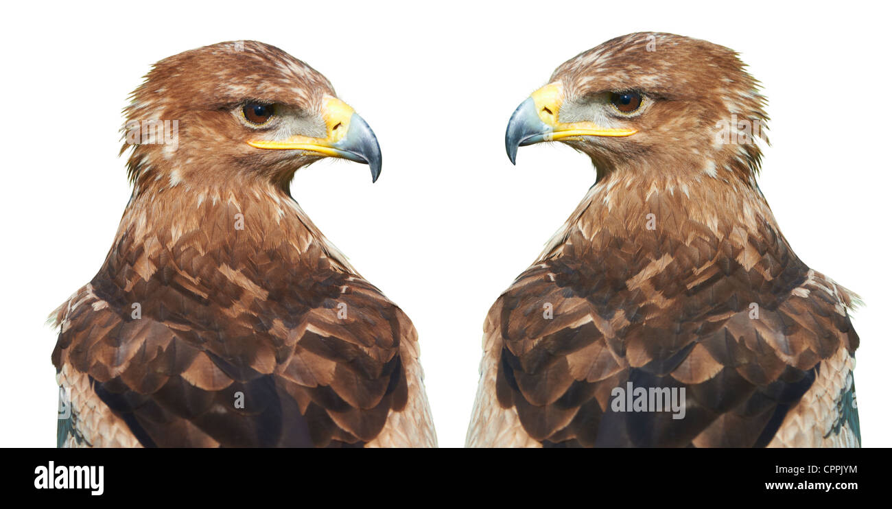 Un lion de mer de Steller-blanche (Haliaeetus pelagicus). Portrait de deux l'Est de l'aigle sur un fond blanc. Banque D'Images
