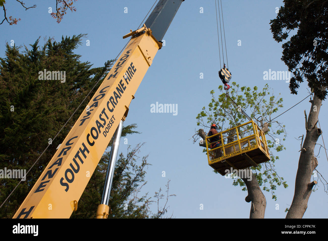 Grande grue télescopique utilisées pour abattre tree weymouth dorset uk Banque D'Images