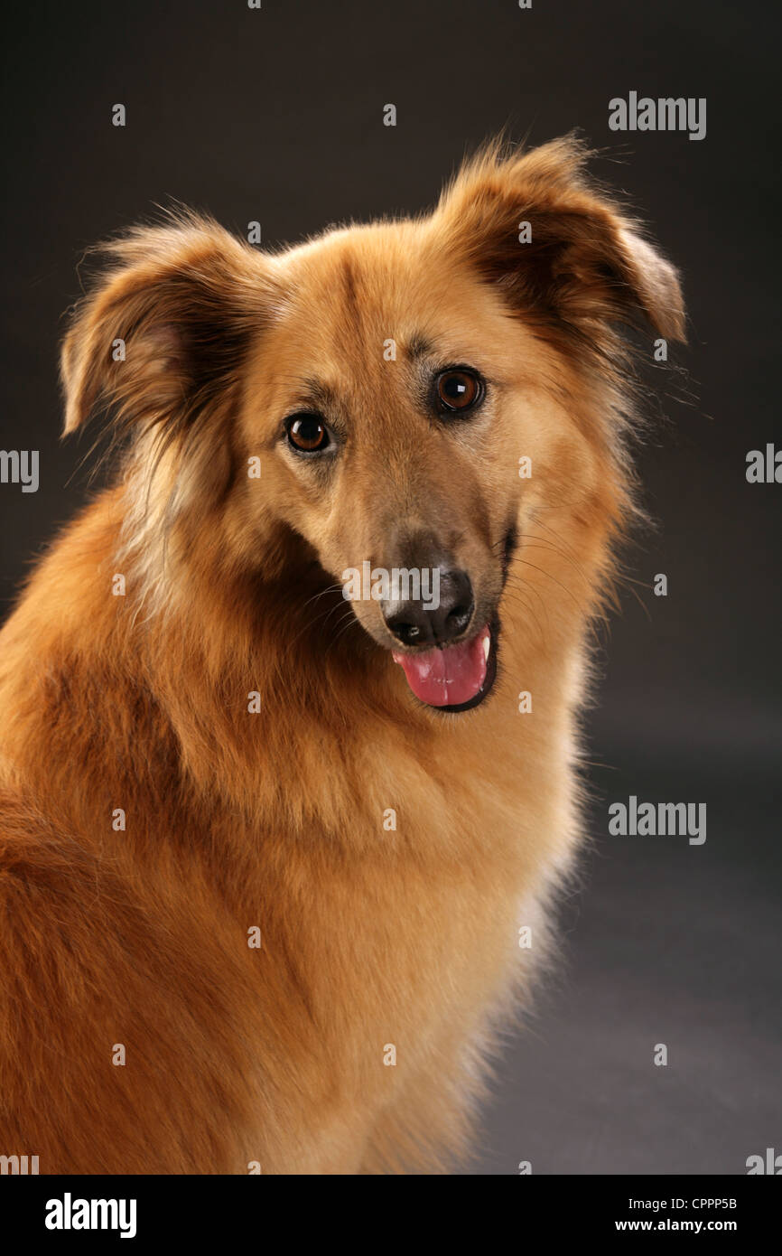 Portrait d'un chien de taille moyenne, brun doré dans un studio. Banque D'Images