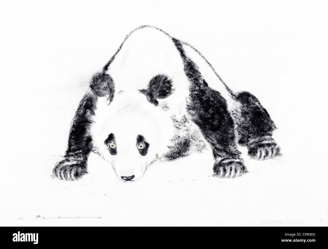 Panda géant (Ailuropoda melanoleuca) - craie pastel sur papier par Kurt Tessmann Banque D'Images