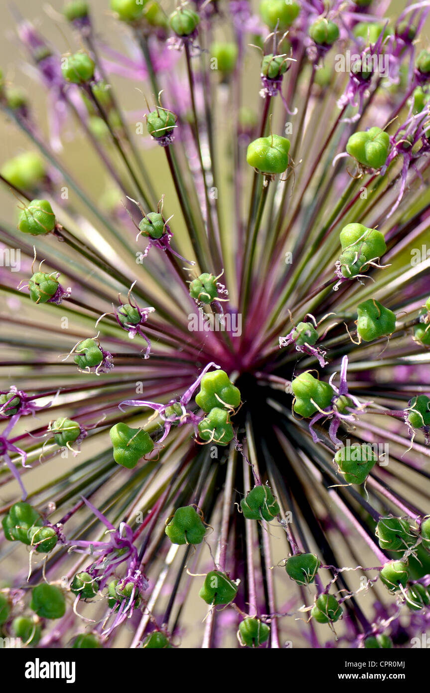 L'oignon violet close up Banque D'Images
