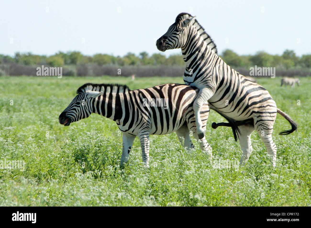 Accouplement de zèbres Banque D'Images