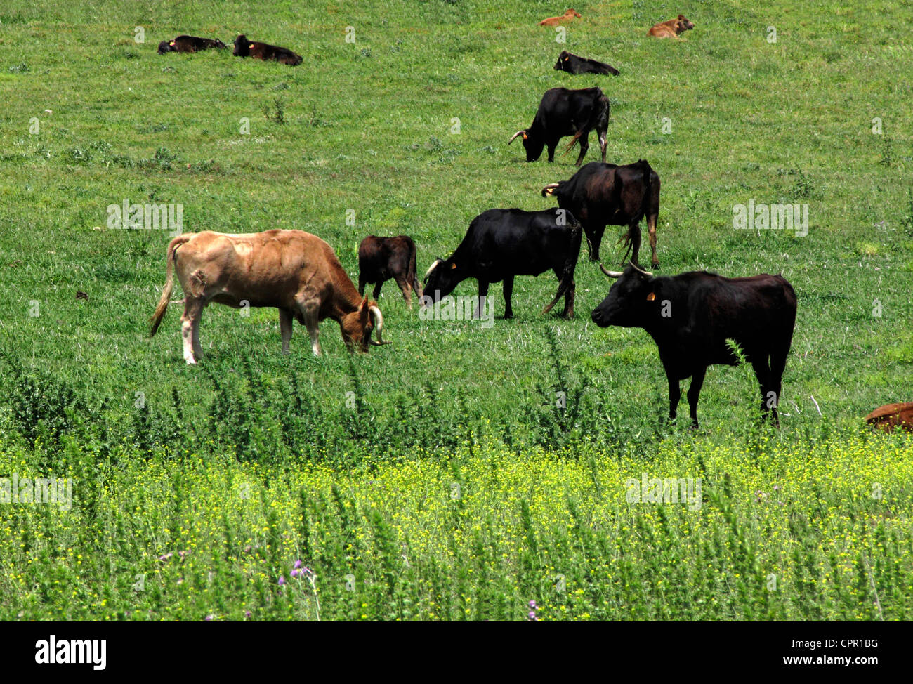 Espagne Andalousie Bull Cattle Cow grazing in meadow verdure Banque D'Images