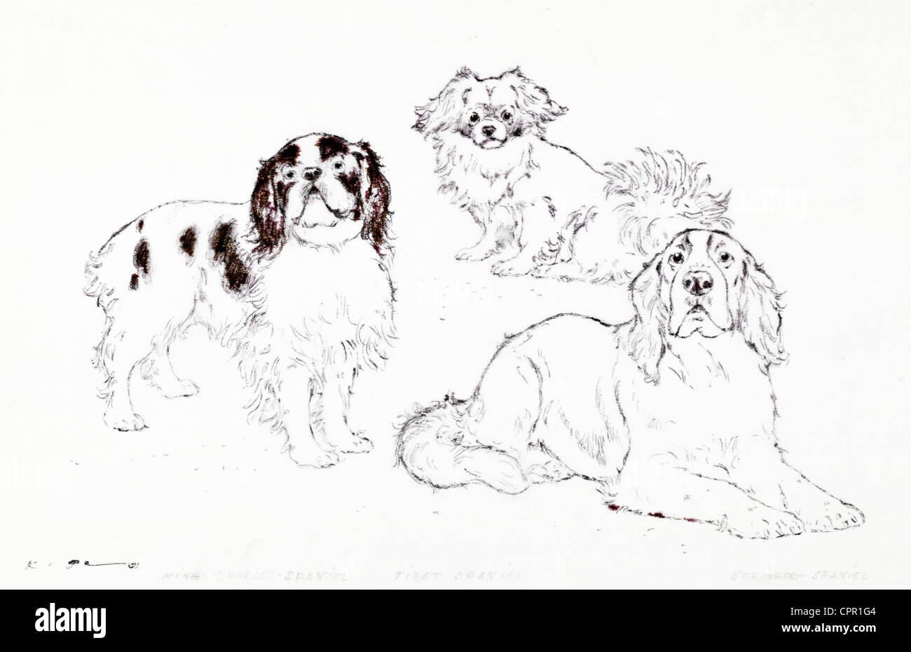 King Charles Spaniel, Tibetan Spaniel, English Springer Spaniel - fusain sur papier par Kurt Tessmann Banque D'Images