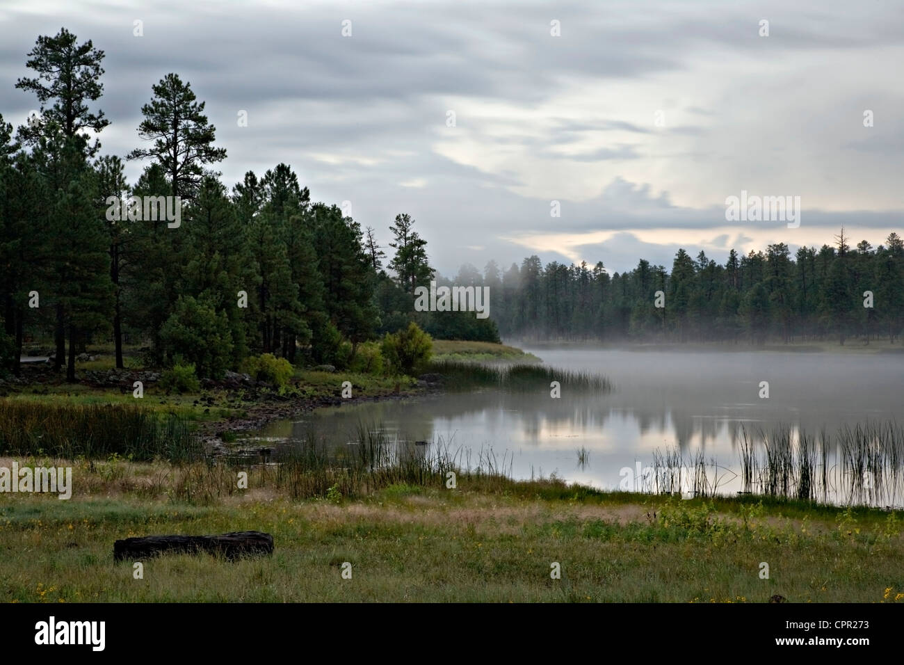 Forêt nationale de kaibab Banque de photographies et d’images à haute