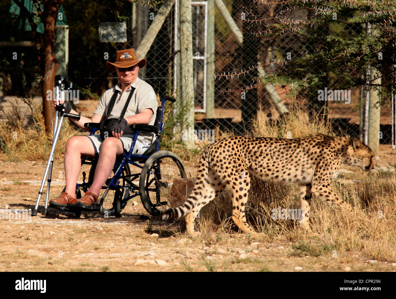 C'était le premier fauteuil roulant le guépard n'avait jamais vu, surtout  de près Photo Stock - Alamy