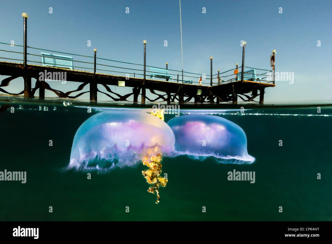 Deux méduse de lune dérive juste sous la surface avec une jetée de l'hôtel au-dessus de l'eau visible Banque D'Images