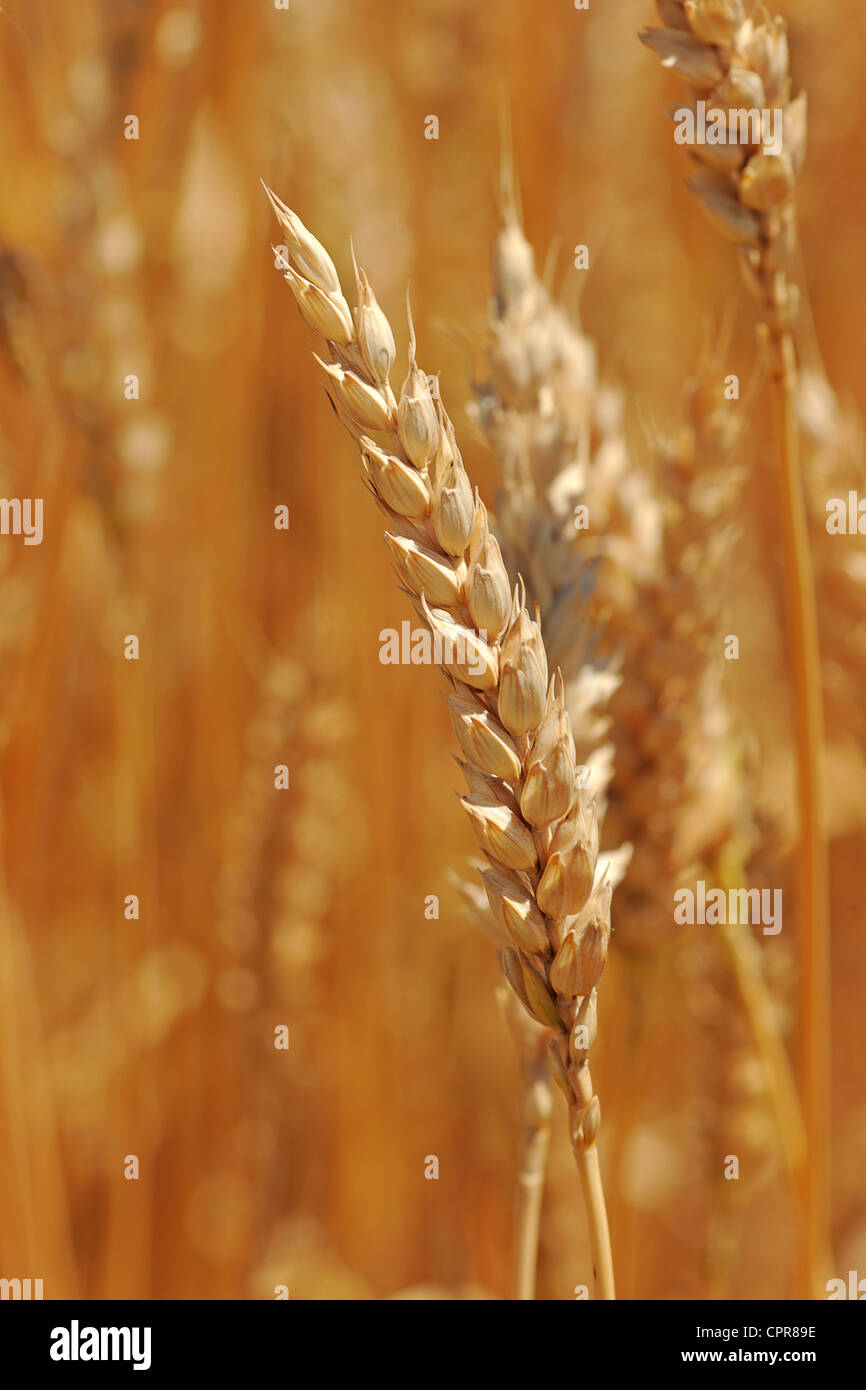 Close up de champ de blé au cours de journée ensoleillée Banque D'Images