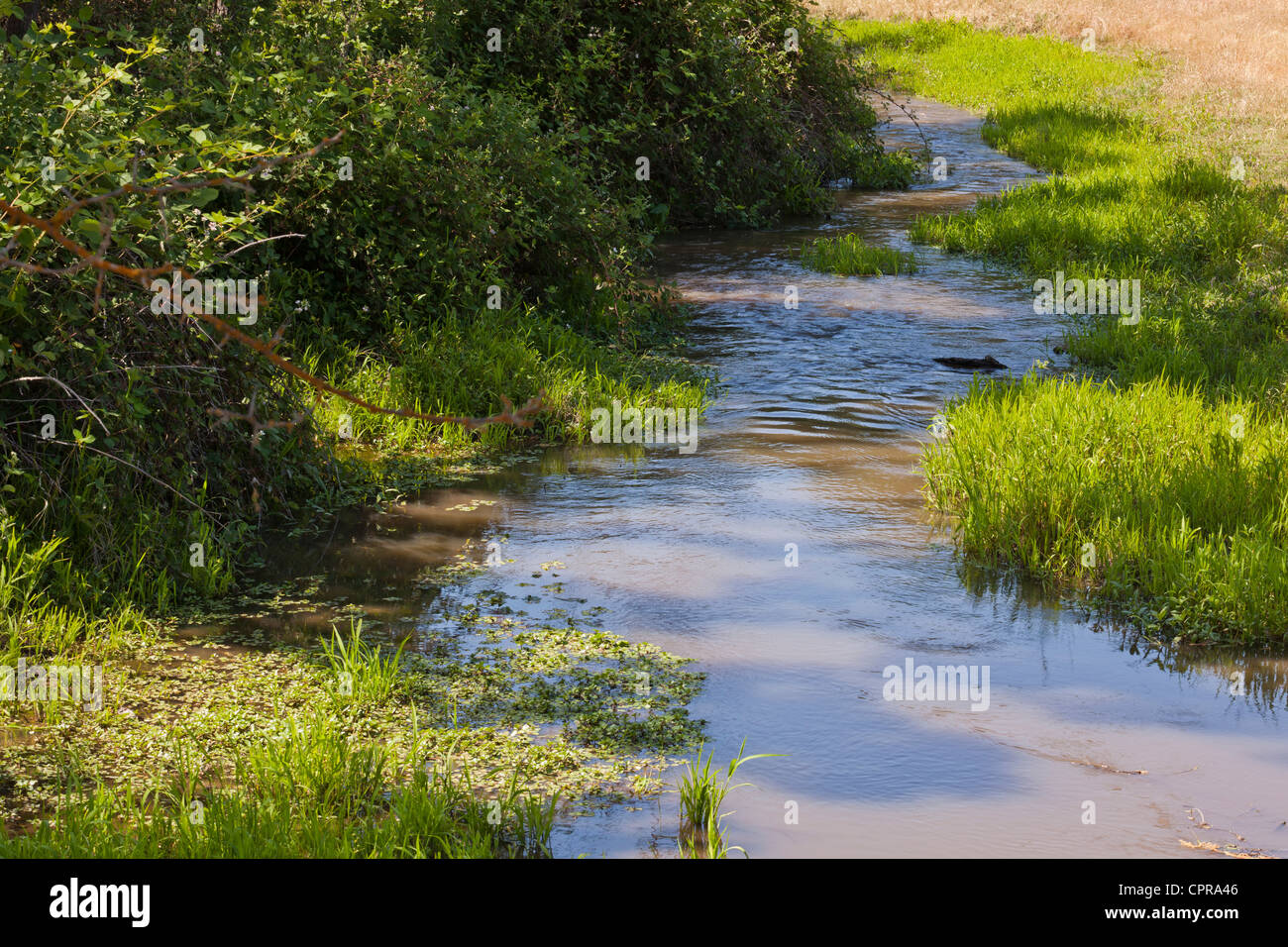 Un petit ruisseau d'herbe Banque D'Images