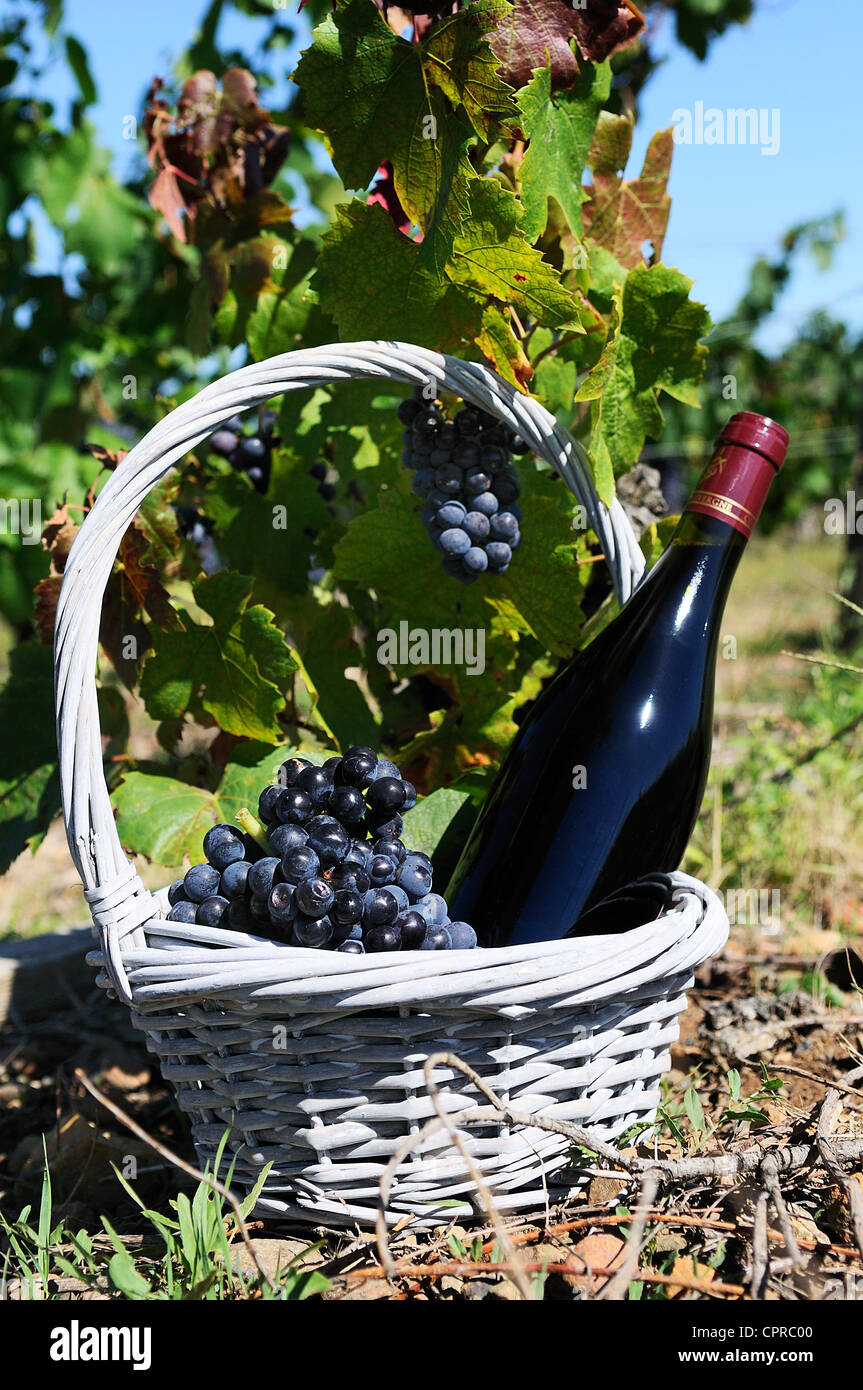 Bouteille de vin rouge dans un panier de raisons au pied d'une vigne Banque D'Images