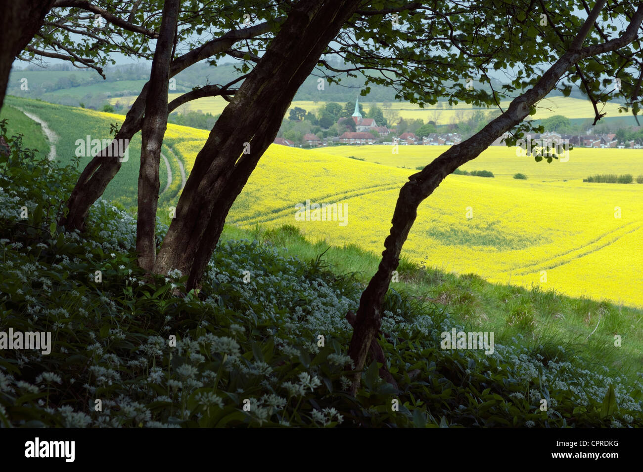 Une vue sur le Sud de Harting West Sussex au-dessus d'un champ de colza à l'ail sauvage de woodland. Banque D'Images