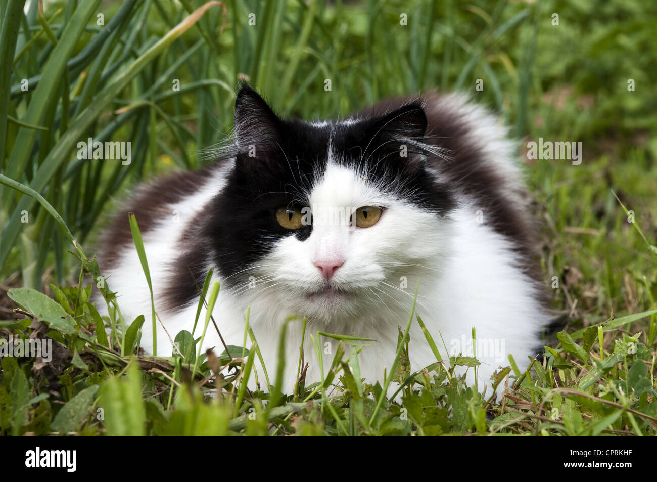 Chat noir et blanc dans l'herbe Banque D'Images