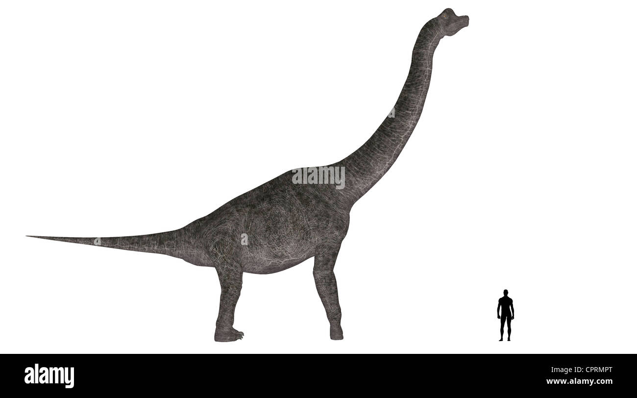 Illustration d'une comparaison de la taille d'un Brachiosaure adultes avec une moyenne des adultes de sexe masculin (1,8 mètres) Banque D'Images