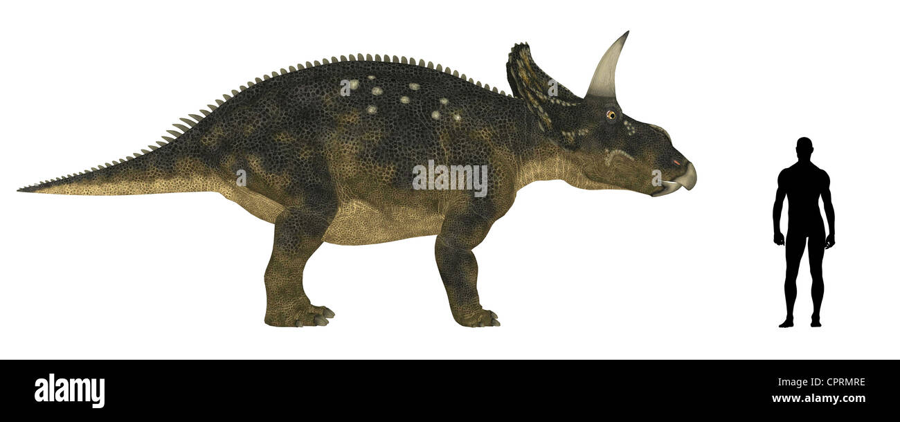 Illustration d'une comparaison de la taille d'un adulte Nedoceratops (anciennement connu sous le nom de Diceratops) avec une moyenne de (1,8 m) Banque D'Images