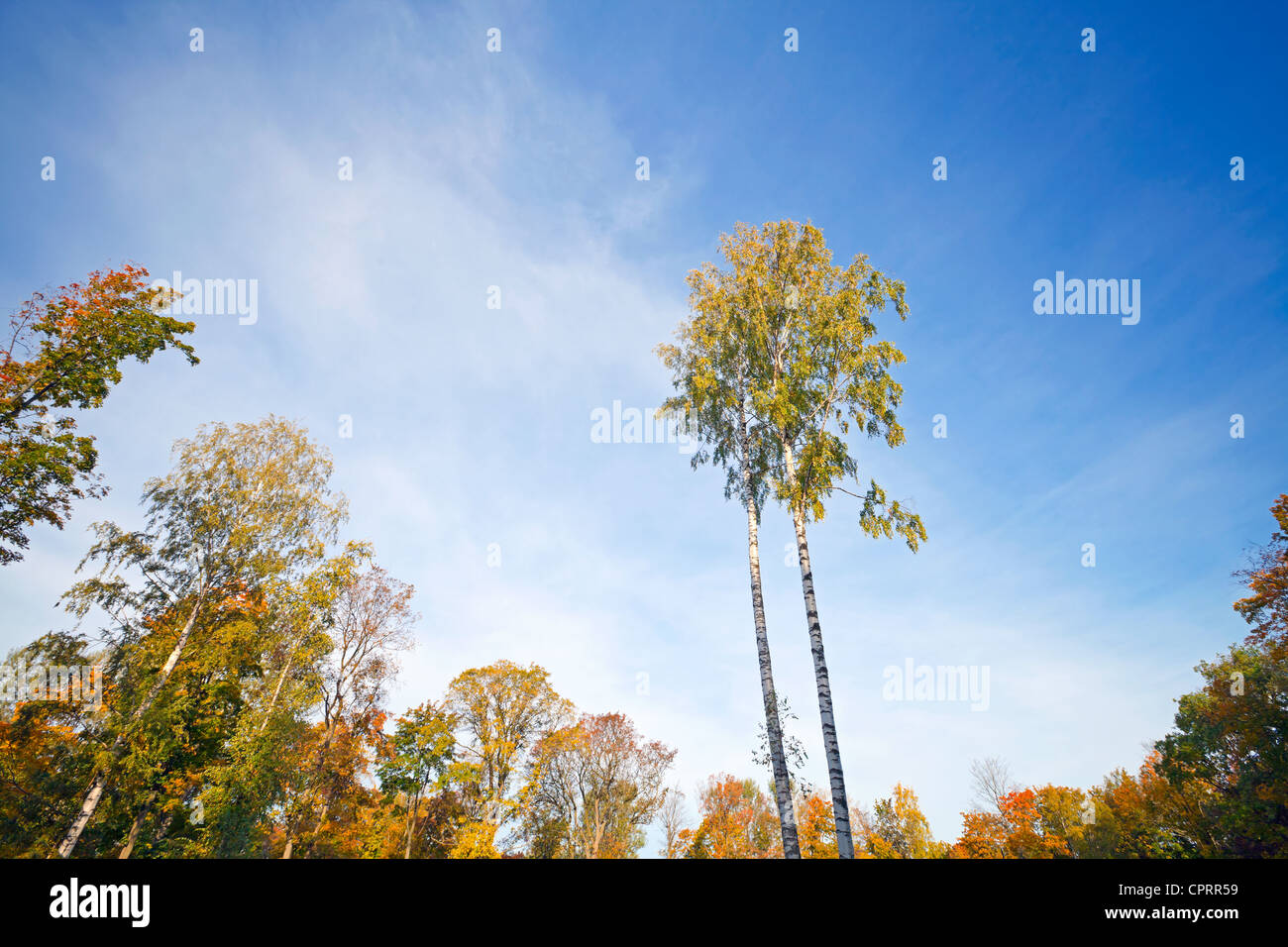 Deux arbres de bouleau d'automne sur la lisière de la forêt Banque D'Images
