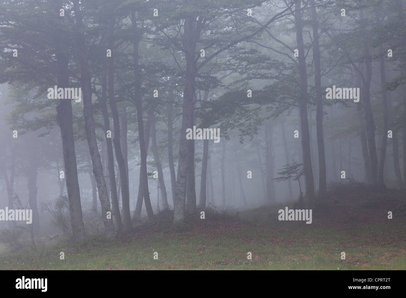 Les hêtres dans la brume, Bosco di 20/410, Calabre, Italie Banque D'Images