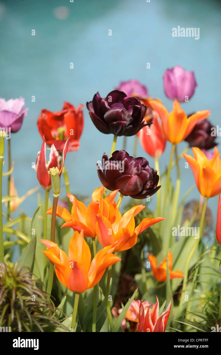 Les tulipes (Reine de la nuit) dans un pot par une pièce d'eau dans un jardin Anglais UK Banque D'Images