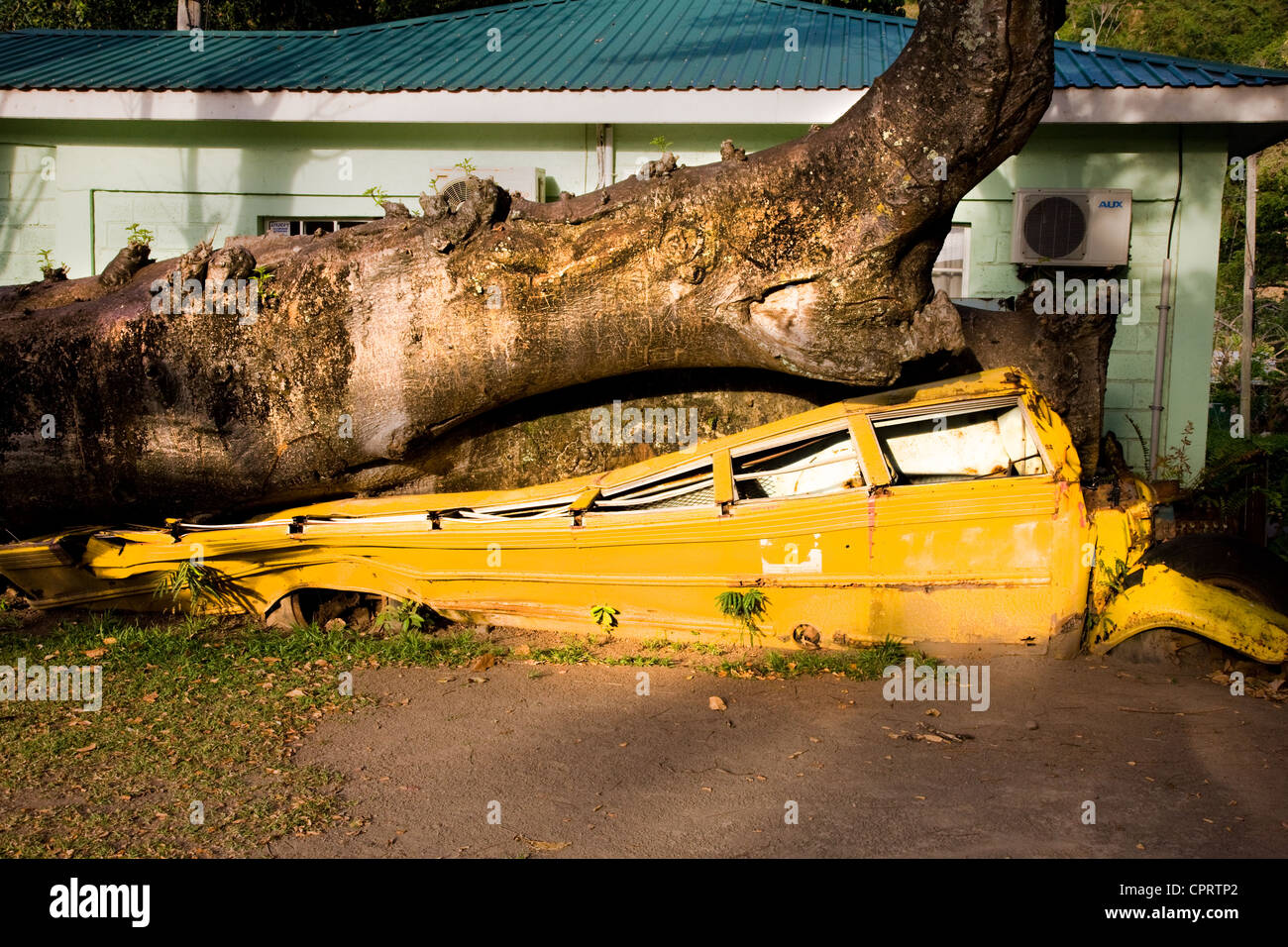 Autobus scolaire jaune écrasé par un baobab tombé dans le parc du jardin botanique de Roseau en Dominique Antilles Banque D'Images