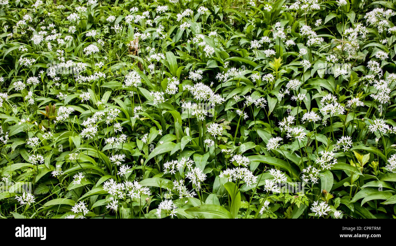 L'ail des ours ou Allium ursinum Ramsons un tapis de plancher bois Banque D'Images