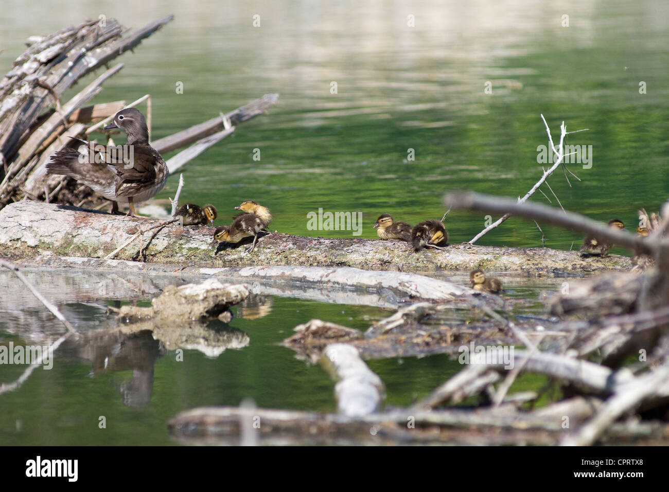 Canard Mandarin femelle avec les poussins sur le tronc dans l'eau Banque D'Images