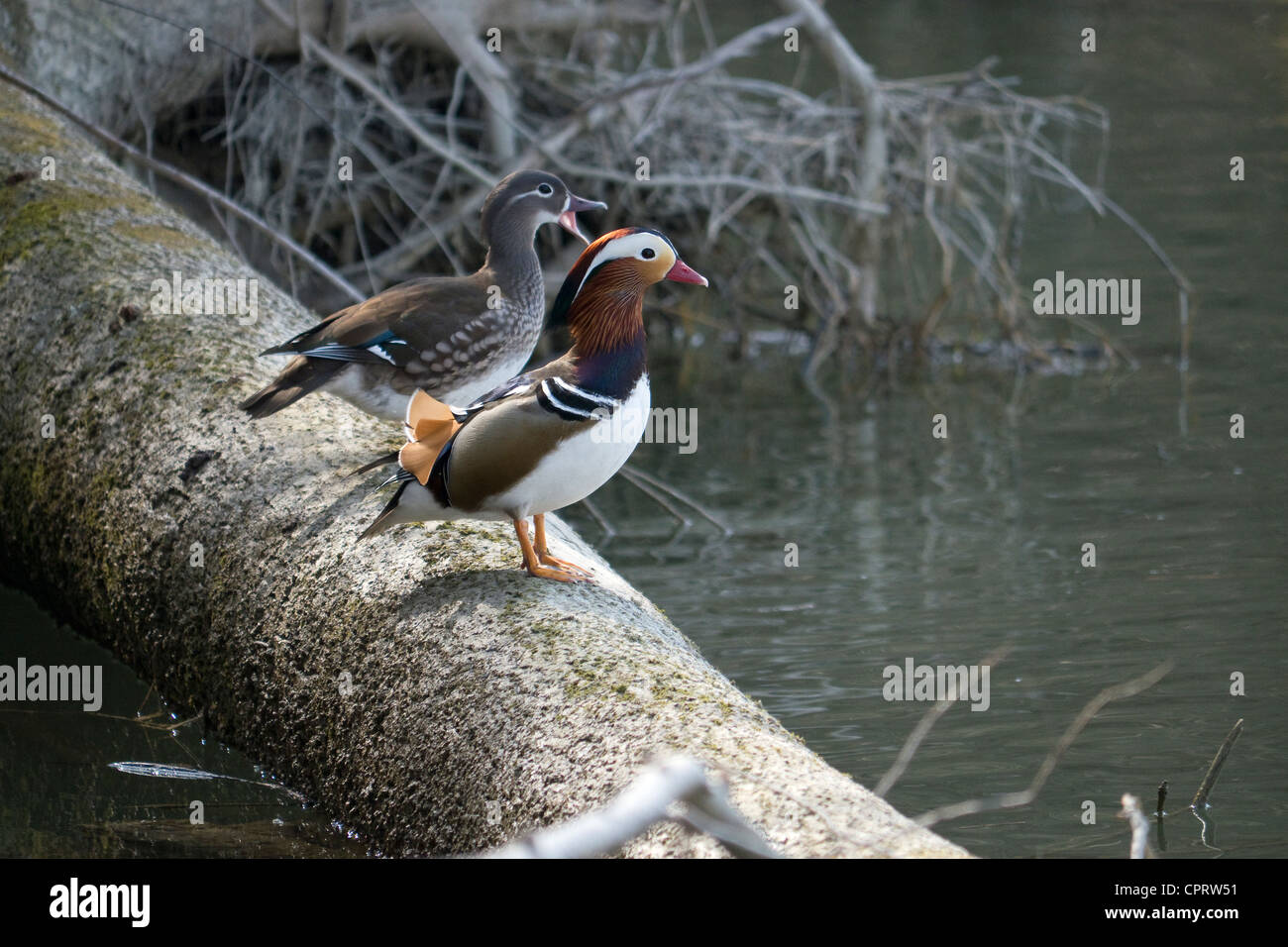 Canard Mandarin mâle et femelle sur le tronc dans l'eau Banque D'Images