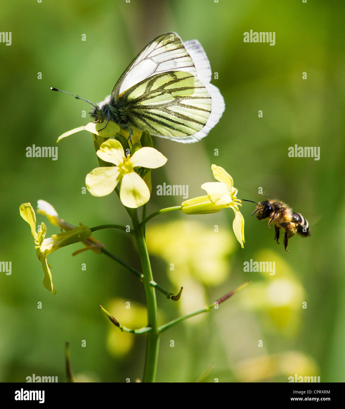 Papillon blanc veiné vert Pieris napi et flying bee se nourrissant de fleurs jaunes de chou sauvage Banque D'Images